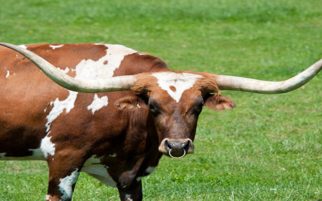 How to Successfully Grab Organizational Change Management by the Horns